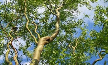 Yves matsudana plantare și îngrijire, fotografie