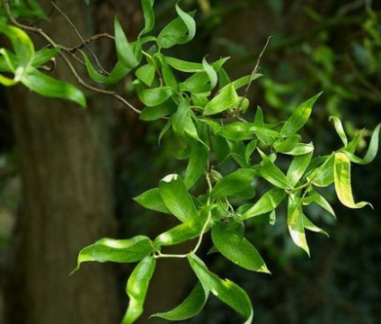 Yves matsudana plantare și îngrijire, fotografie