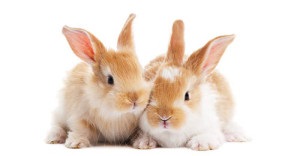 Виготовлення кліток для кроликів в домашніх умовах відео