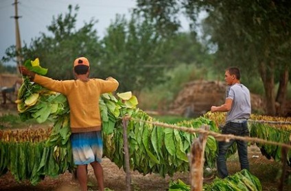 Efectuarea de trabucuri de tutun în creștere este începutul unei lungi călătorii