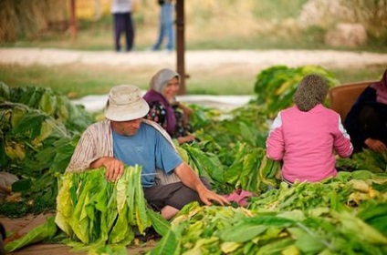 Efectuarea de trabucuri de tutun în creștere este începutul unei lungi călătorii