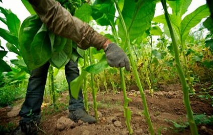 Efectuarea de trabucuri de tutun în creștere este începutul unei lungi călătorii