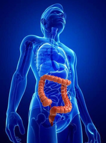 Care este lungimea intestinului la un adult?