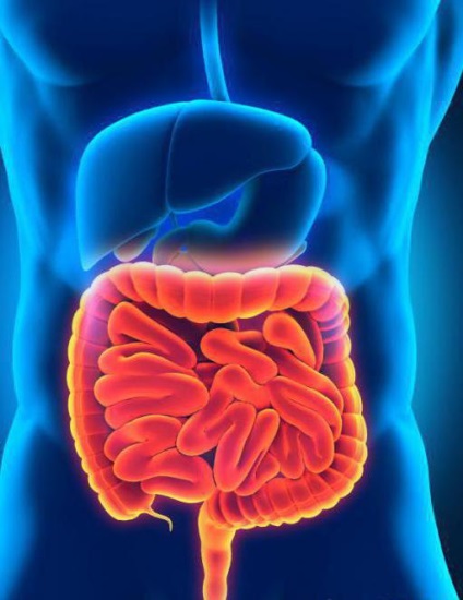 Care este lungimea intestinului la un adult?