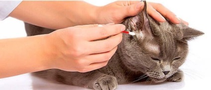 Hogyan tisztítható macska fülét otthon valamilyen okból, mint a kén, ahogy kellene gyakran