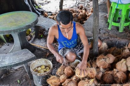 Cum sa faci lapte de nuca de cocos - stiri in fotografii