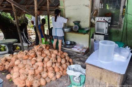 Cum sa faci lapte de nuca de cocos - stiri in fotografii