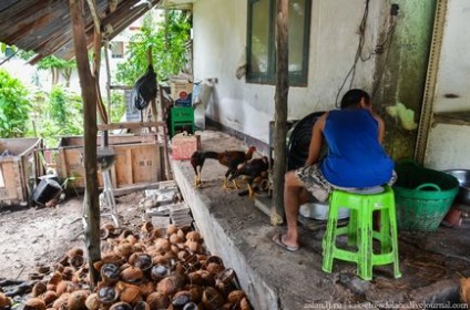 Cum sa faci lapte de nuca de cocos - stiri in fotografii