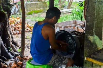 Як роблять кокосове молоко - новини в фотографіях