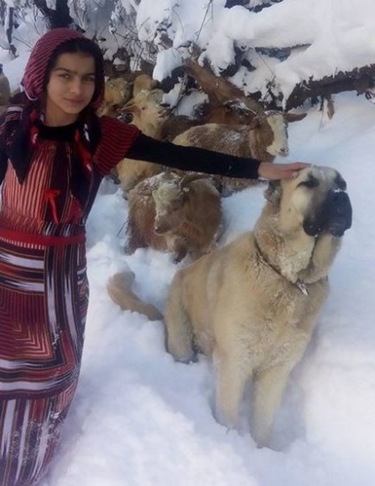 Як дівчинка з собакою врятували козу з козеням