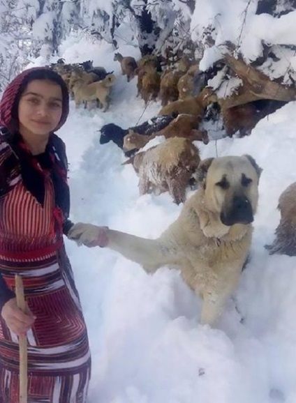 Як дівчинка з собакою врятували козу з козеням