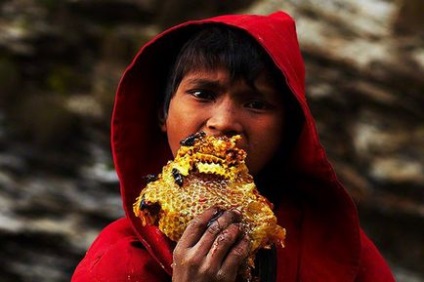 Як видобувають солодке золото Непалу, fresher - найкраще з рунета за день!