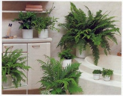 Які вибрати рослини для ванної кімнати без вікна