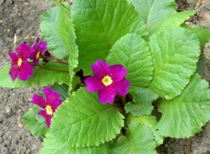 Ce plante în natură (fructe, fructe de padure etc.)