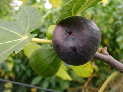 Ce plante în natură (fructe, fructe de padure etc.)