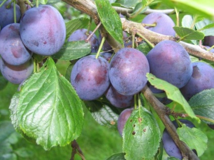 Ce plante în natură (fructe, fructe de padure etc.)