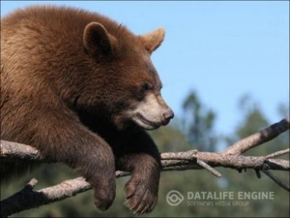 Cum și unde să folosiți bilele de urs și cum să le păstrați