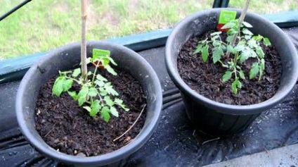 Як і коли висаджувати помідори у відкритий грунт розсадою
