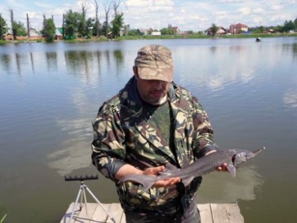 Як ловити осетра на Іртиші осетер на закидачку