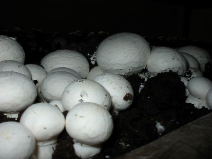 Cum să crească ciuperci, o grădină de legume, o dacha, ayf chelyabinsk
