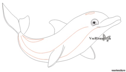Як намалювати дельфіна олівцем поетапно