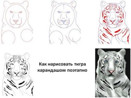 Cum de a desena un tigru în creion pas cu pas pentru copii - cum să atragă un tigru gata să sară, nokki