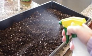 Как да се дезинфекцират почвата за разсад ефективни начини