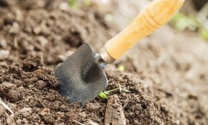Cum să decontaminați solul pentru răsaduri