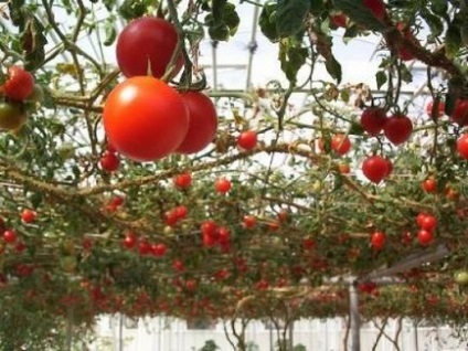 Cum se cultivă roșiile într-o fotografie și video cu efect de seră