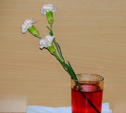 Hogyan kell festeni a szegfű (festék) Hogyan kell festeni a szegfű