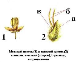 Cum se diferențiază plantele de sex feminin și de sex masculin de cânepă în ceea ce privește caracteristicile fetelor și băieților