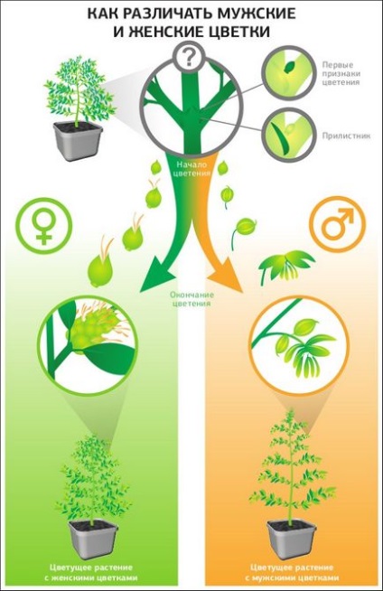 Cum se diferențiază plantele de sex feminin și de sex masculin de cânepă în ceea ce privește caracteristicile fetelor și băieților