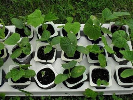 Як відрізнити розсаду кабачків і гарбуза різного віку за зовнішнім виглядом, садоводство24