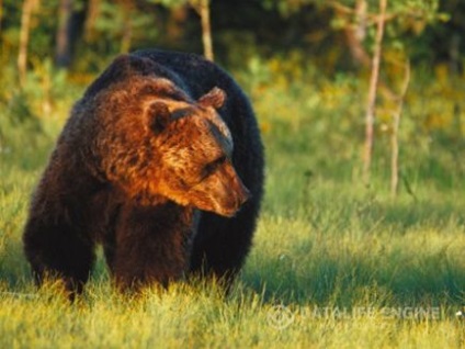 Як полювати на ведмедя на поле, як правильно себе вести, вибирати місце і зброя