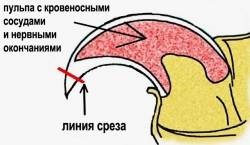 Як підстригти кігті кішці правильно, чи можна стригти і як часто, стрижка пазурів - my life