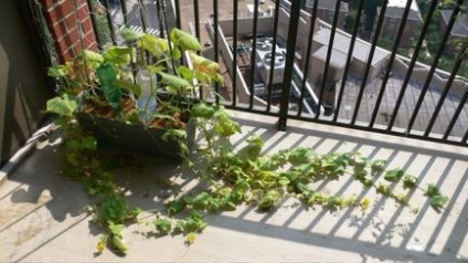 Hogyan lekötni uborka az erkélyen, mint takarmány, szükség van-e csípje