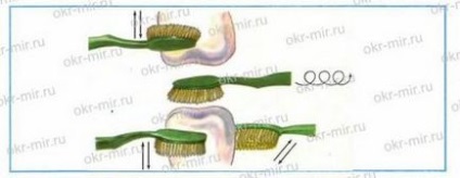 Як показати стрілками руху зубної щітки при чищенні зубів