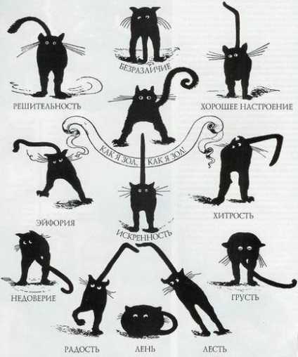 Cum să înțelegeți limba unei pisici