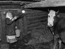 Як схуднути в домашніх умовах народними засобами