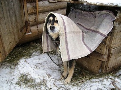 Як правильно годувати дворову собаку в холоди
