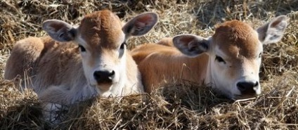 Hogyan kell etetni a borjú a születéstől a végén az ivóvíz