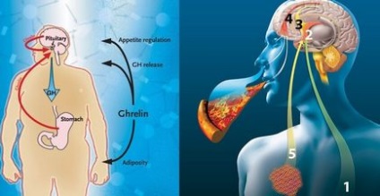 Hogyan megszelídíteni az éhség hormon ghrelin 10 kis trükk aydamy, mi mindig a legjobb
