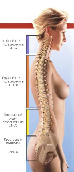 Cum de a verifica flexibilitatea coloanei vertebrale, un site pentru curios
