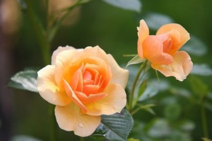 Як розмножувати троянди за допомогою картоплі, троянди, твій сад - клуб садівників