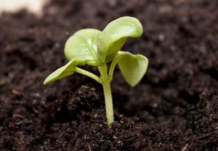 Cum să plantezi un dovleac în sol deschis modelul de plantare, ca dreapta - un lucru ușor de făcut