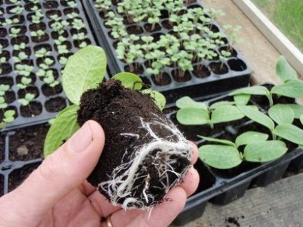 Cum să plantezi un dovleac în sol deschis modelul de plantare, ca dreapta - un lucru ușor de făcut