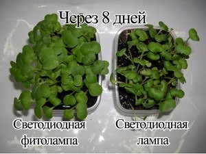 Cum sa faci fitolamp pentru plante cu mainile lor