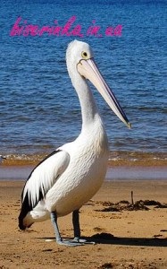 Cum să faci o figură 3D a unui pelican din margele, margele, modele de țesut și broderie din margele