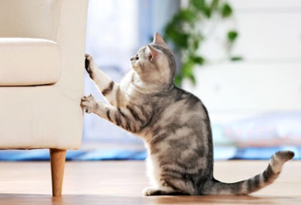 Cum să vă asigurați că pisica nu zgârie mobilierul, articole despre pisici