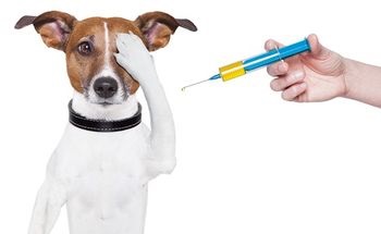Як зробити укол вашої собаці